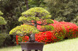 日本庭園、盆栽とヤマツツジの花