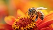An up-close image capturing the diligent work of a honeybee as it collects pollen and nectar from the lush, radiant petals of an orange dahlia flower, showcasing the intricate relationship.