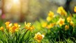 Yellow daffodils in sunlight with blurred green background