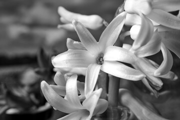 Wall Mural - close-up of a hyacinth flower blooming in spring