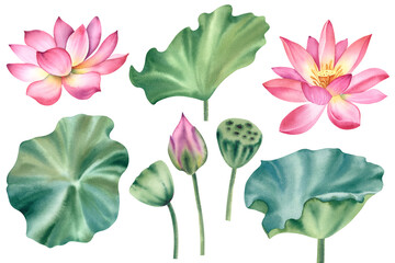 Wall Mural - A large set of lotus flowers. Hand-painted watercolor illustration of a tropical pink water lily and green leaves. A botanical drawing. A bundle of water lilies for clipart, spa.