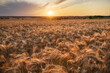 sunset over a field of ripe wheat; ears of wheat shine in the rays of the setting red sun
