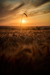 Fertile ears of grain against the background of the setting sun on a rural farmland