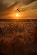 A single ear of rye in a barley field at sunset in a picturesque setting
