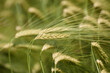Barley (Hordeum) ripens in the field. An ear of barley, wheat or rye close-up. Cultivation of grain crops.