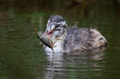 Great Crested Grebe (Podiceps cristatus) juvenile with Northern Crayfish, the Netherlands