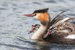 Great Crested Grebe (Podiceps cristatus) with two chicks, the Netherlands