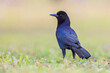 Boat-tailed grackle (Quiscalus major) standing in grass, Lake Parker, Florida, USA