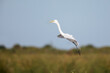 Great egret (Ardea alba) coming in for landing, Stick Marsh, Florida, USA