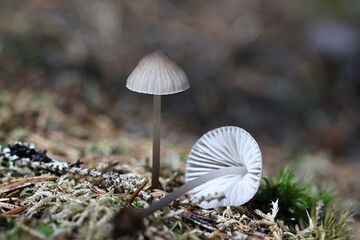 Wall Mural - Mycena abramsii, commonly known as summer bonnet, wild mushroom from Finland