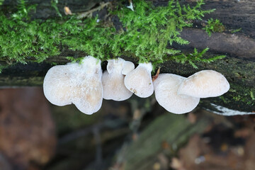 Wall Mural - Lentinellus ursinus, commonly called the Bear Lentinus, wild mushroom from Finland