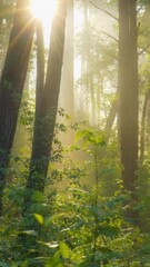 Fototapete - Magnificent sunrise in the forest, rays make their way through the branches of trees. Powerful trees and light haze. Walk in the magical misty morning forest. HDR vertical shot