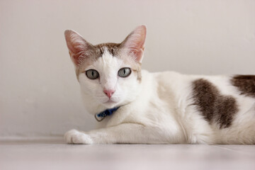 Wall Mural - The cat lay on the floor in white room