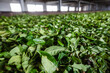 Drying tea leaves during producing process in tea factory in Sri Lanka..
