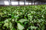 Fototapeta Sawanna - Drying tea leaves during producing process in tea factory in Sri Lanka..