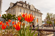 Bright colorful tulips against the background of a historical building