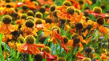 Gelenium Kupferzberg. Helenium Is A Genus Of Annuals And Herbaceous Perennials In The Sunflower Family Native To The Americas.