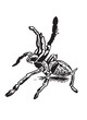 Graphical spider tarantula on white background, black and white illustration, tattoo design