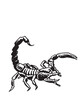 Graphical scorpion on white background, black and white illustration, tattoo design