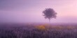 Tranquil Field at Dusk: Lone Tree and Mist Under a Pastel Sky