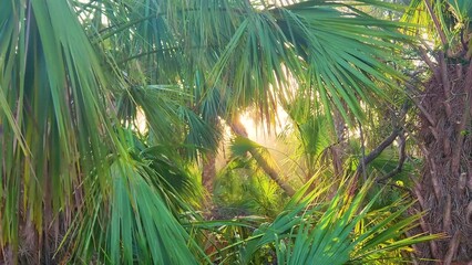 Sticker - Florida subtropical jungles with green palm trees and wild vegetation in southern USA. Dense rainforest ecosystem