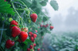/imagine: Morning fog lifting to reveal a hidden treasure trove of strawberries.
