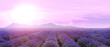 Lavendelfeld bis zum Horizont bei Sonnenuntergang
