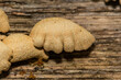 Bitter Oyster Fungus - Panellus stipticus