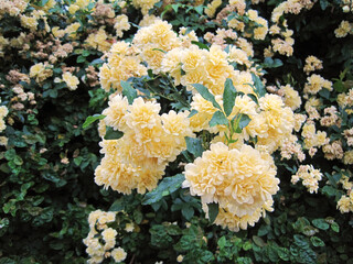 Sticker - Banksia rose