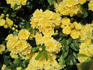 Sticker - Banksia rose