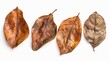 Four different leaf types displayed on white background