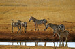 Zèbre de Grant, Equus burchelli granti, Parc national du Tsavo, Kenya