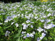 Zbliżenie na błękitne kwiaty rośliny z gatunku Veronica chamaedrys