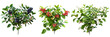 set of huckleberry bushes, fruit-laden, isolated on transparent background
