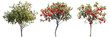 set of hawthorn trees, with bright red berries, isolated on transparent background