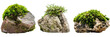 set of varieties of moss, each thriving on a different type of stone, isolated on transparent background