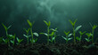 A row of neatly planted seedlings stretching towards the sky, their delicate green shoots poking through the dark earth.
