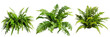 set of Christmas fern, showcasing their perennial green fronds, isolated on transparent background