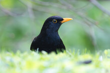 Closeup Of Beautiful Blackbird Male