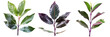 set of Portuguese laurel, with their glossy dark leaves and purple stems, isolated on transparent background