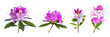 set of rhodora (Rhododendron canadense), notable for their spectacular purple flowers, isolated on transparent background