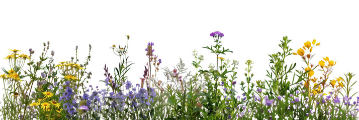 set of wildflower meadows, each bursting with native species from different regions, isolated on tra