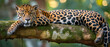 majestic jaguar lounging on a moss-covered tree branch in the jungle. Copy space. Generative AI	