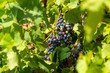 Home winery. Sweet grapes for homemade wine. Homemade grapes growing in the garden.