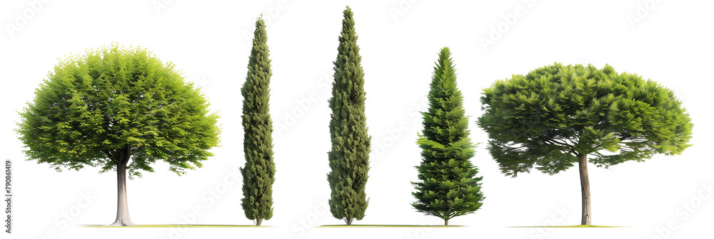 Cyrus Tree set of cypress trees, known for their longevity and elegant, conical ...