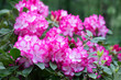 różowy rododendron na wiosne, rhododendron	