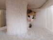 Pretty tricolor kitten hides behind a trunk from the scratching post