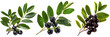 set of huckleberries, highlighting their fruit-bearing branches and vibrant fall colors, isolated on transparent background