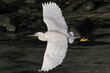 White egret flight closeup