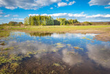 Fototapeta Pomosty - A wet field and forest on a clear day, Zarzecze, Poland